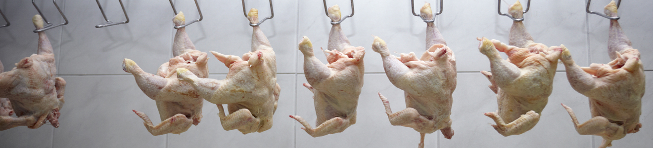 SB-Poultry-Evisceration-Pumps